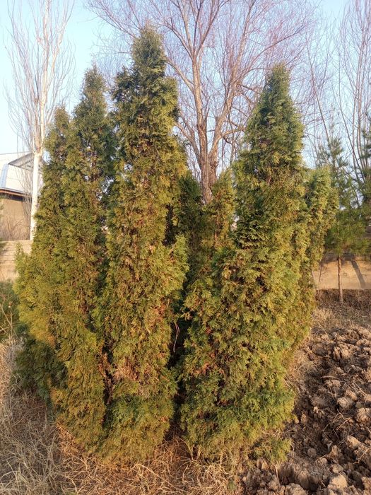 Kalonavidniy tuya bn palma sotiladi