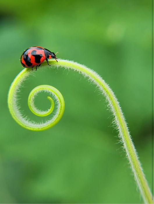 Макро леща Master Macro Lens Pro Kase micro