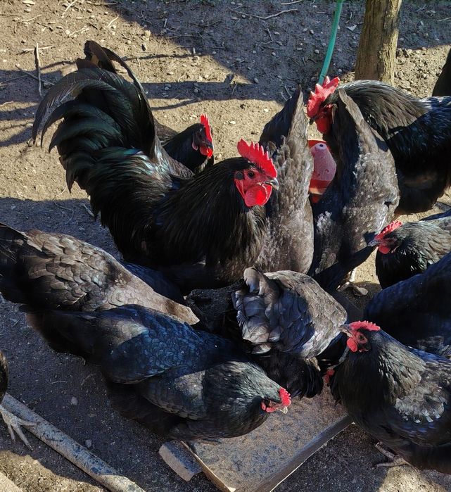 Vand ouă găini Australorp