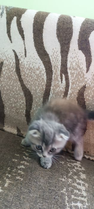 Британские котята
