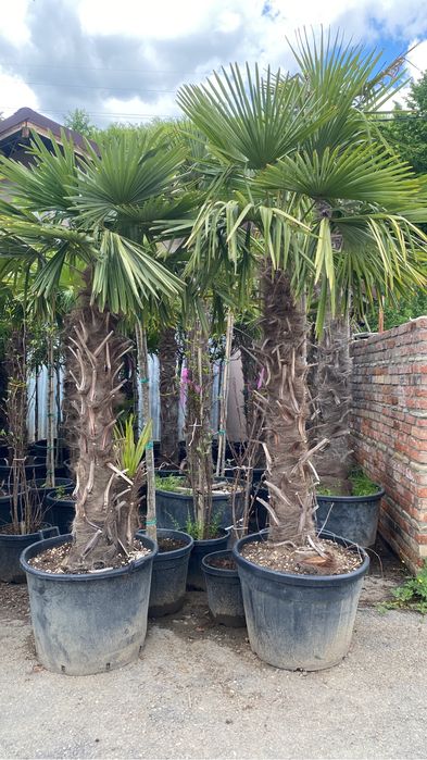 Palmieri rezistenți la ger