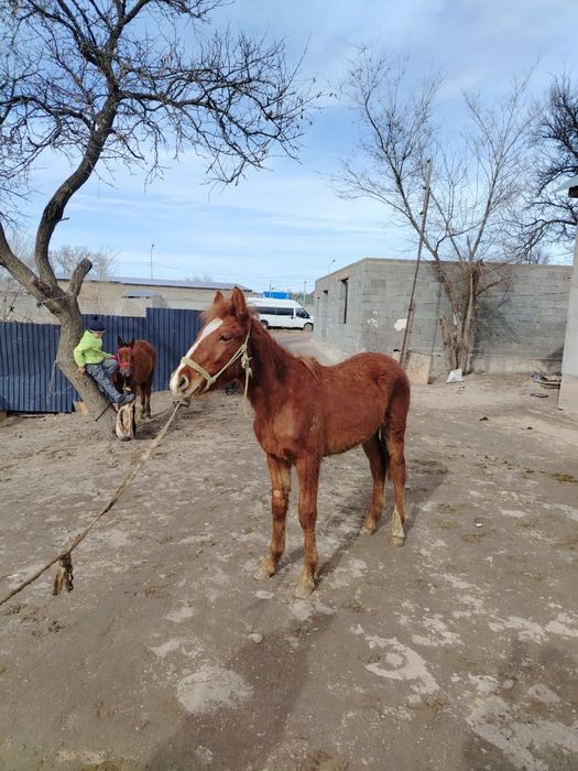 Тайлар сатылады, 1 ұрғашы, 2 еркек