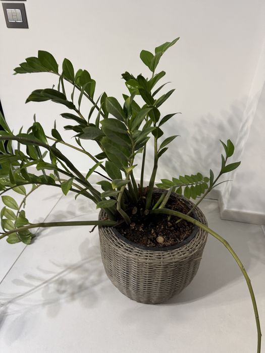 Planta cu ghivechi verde