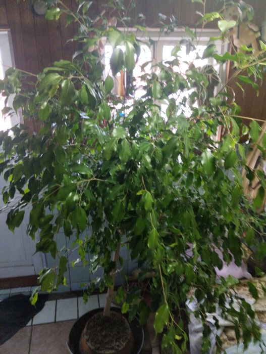 Продаётся фикус Бенджамина