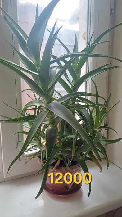 Продается лечебный алоэ