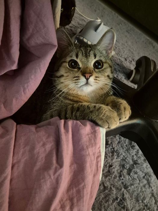 Отдаем кота даром в хорошие руки