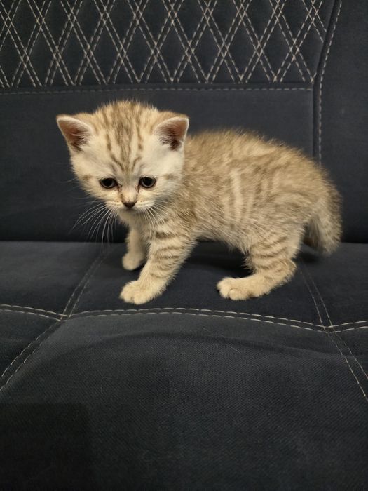 Британская короткошёрстная шиншилла