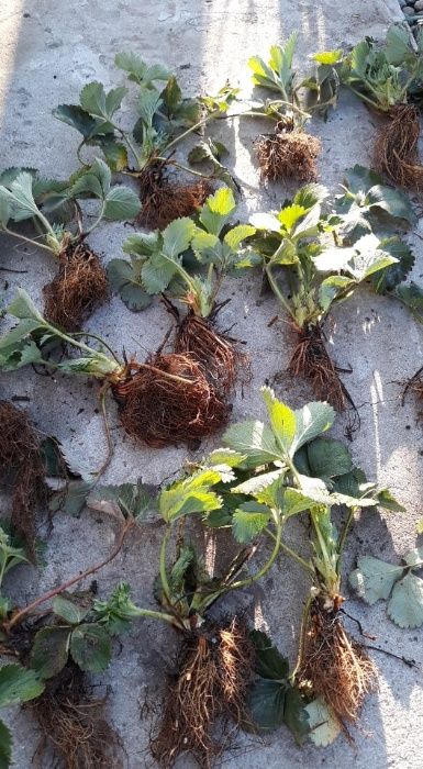 Stoloni Căpşuni REMONTANT butasi Mur Thornfree Zmeur agris