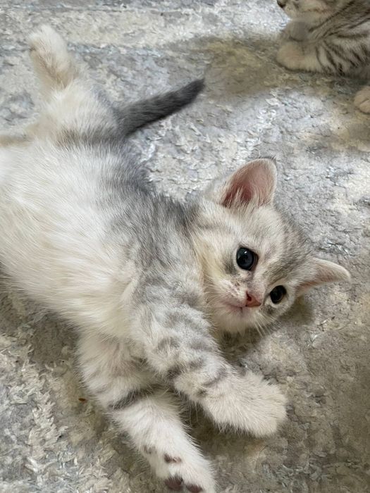 Продаются котята серебристые скоттиш шиншилла