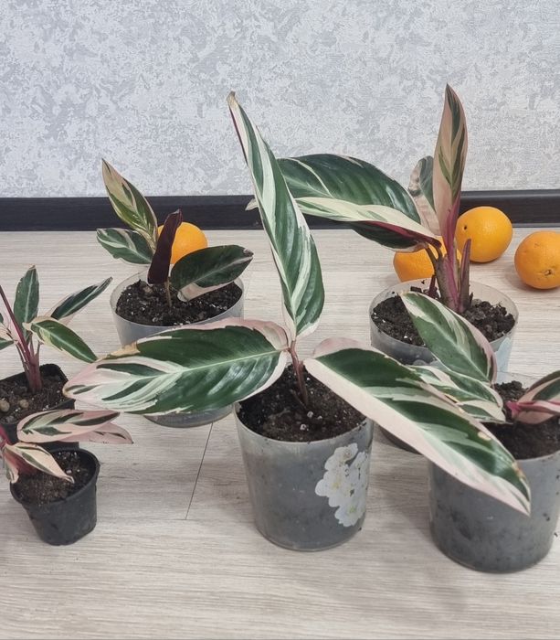 Домашние  цветы.