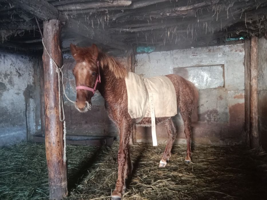 Продажа лошадей жеребцы