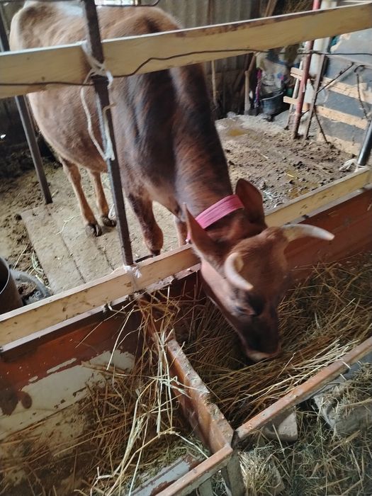 Хуложин в сотилади