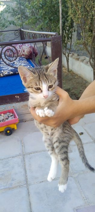 4 ta mushukchalar