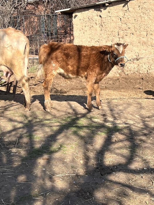 Сауынды сиыр сатылады баласы еркек