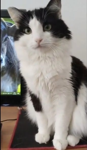 Отдам стерилизованных кошек