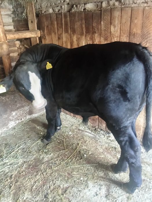 Vițel Black Angus pentru Montă – Rasă Pură
