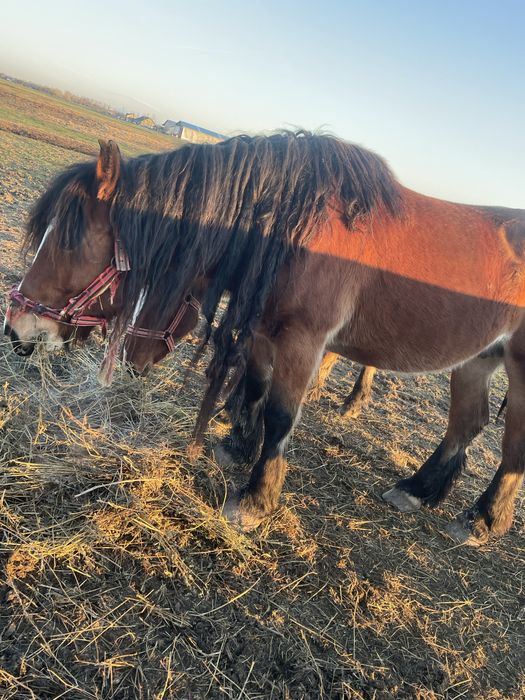 Iapa cu manz de vanzare