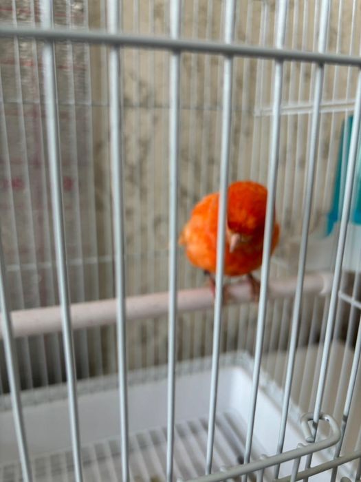 Канорейка Красный самец