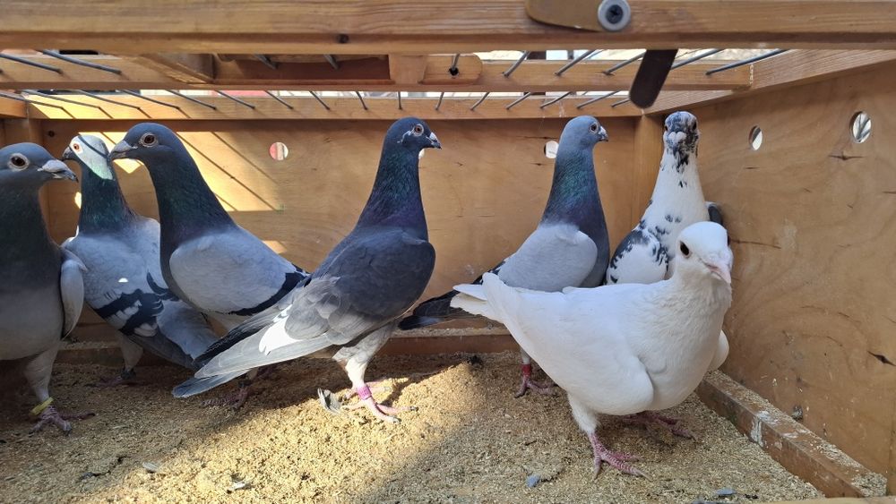 Почтовые голуби 8