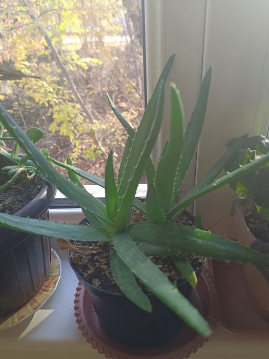 Продам комнатные красивые цветы