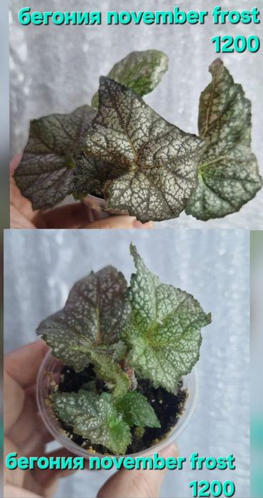 Цветы домашние разные