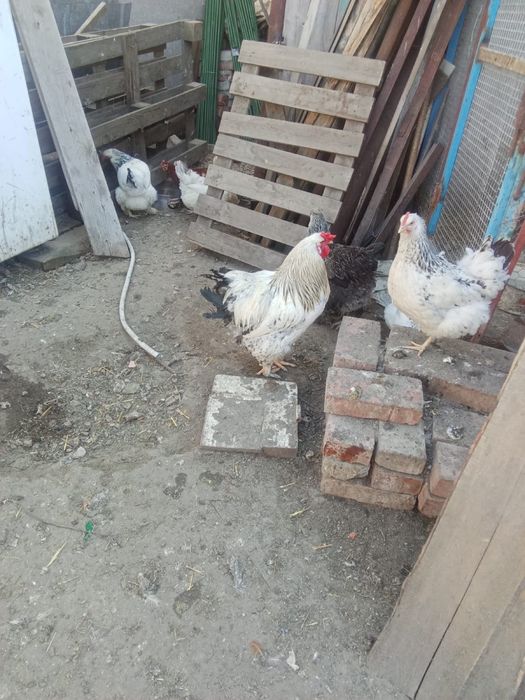 Продаю цыплят 500тг