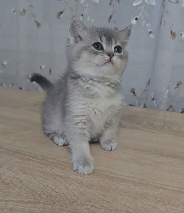 British chinchila silver de la crescător -felisa