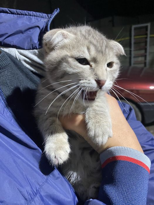 Бесплатно отдаю