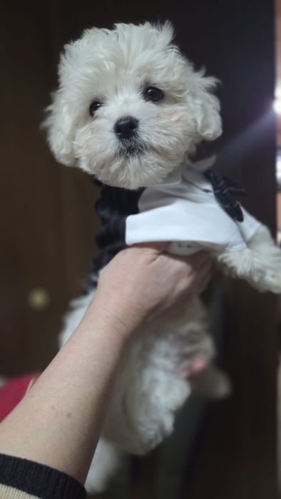 Puiuți adorabili bichon talie mică
