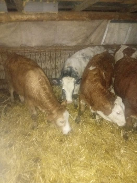 Vand viței  17 bucati sau schimb cu tractor cu incarcator frontal fiat