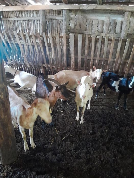 vând capre la prima fătare și la a doua fatare