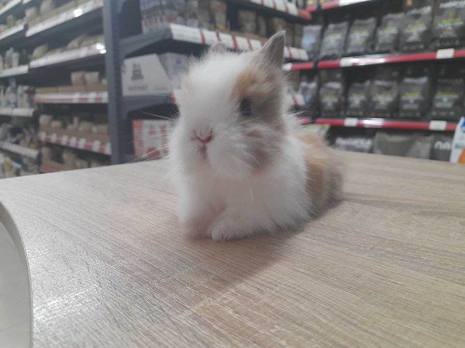 Декоративно мини зайче на 1 месец