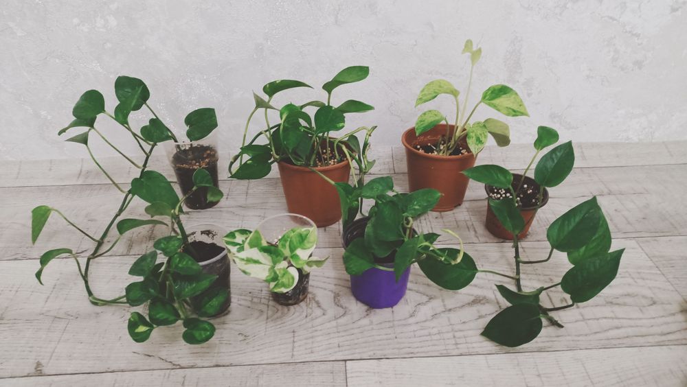 Цветы комнатные разные