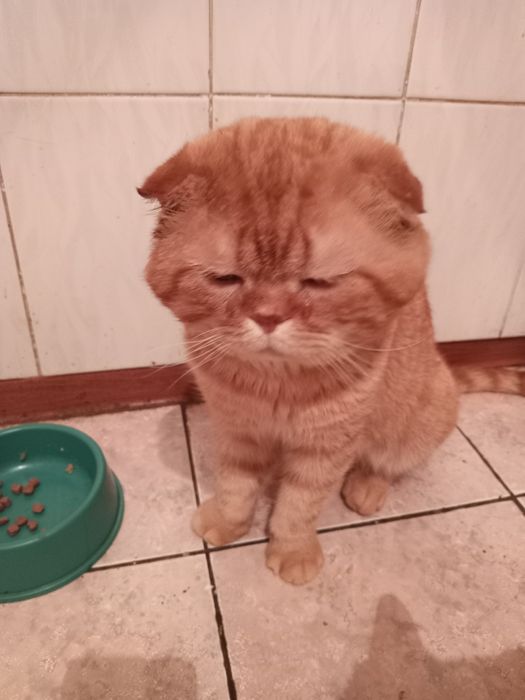 Вязка породистого кота