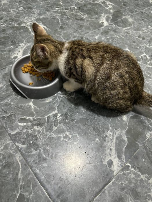 Умная домашняя кошка