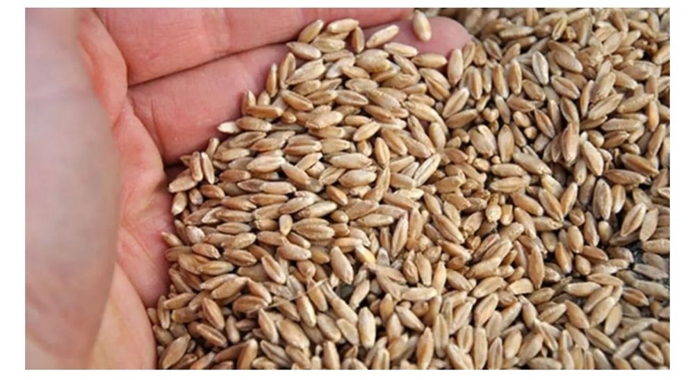 Vând Triticale recolta 2026