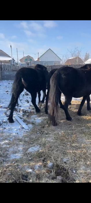 Продам кобыл жеребых.