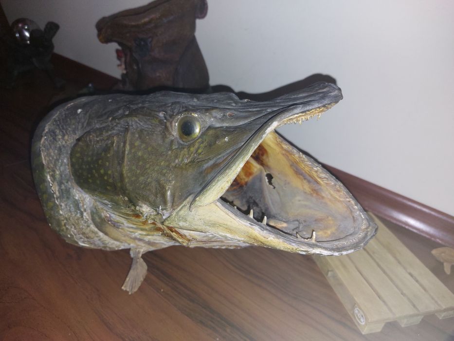 Щука Трофейна препарирана.