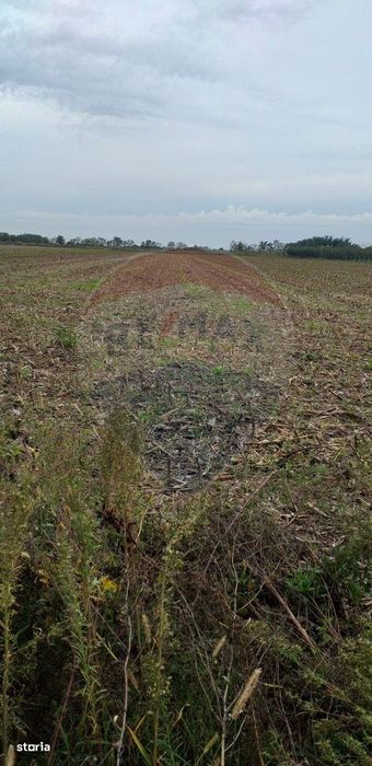 Teren extravilan 3000mp de vânzare la Sântion