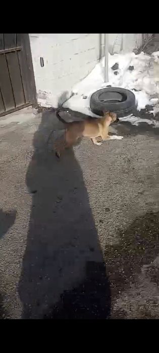 Отдам Хорошего щенка!