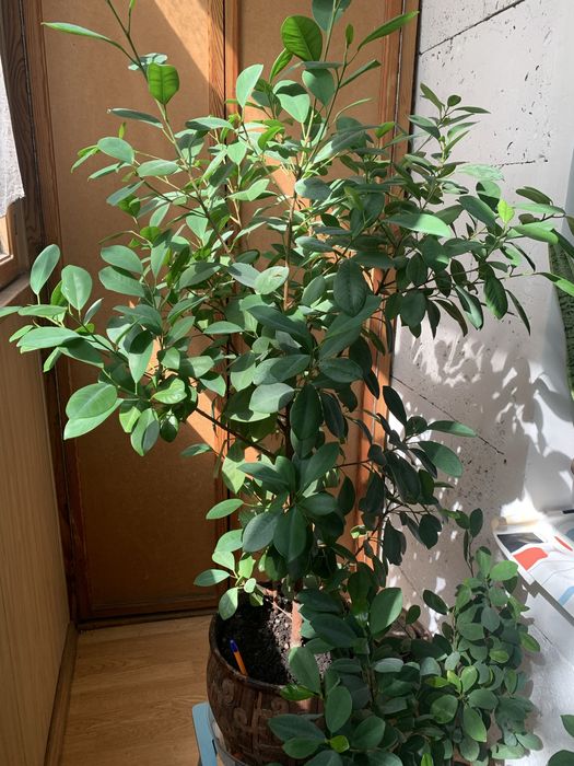 Фикус мокламе / макламе