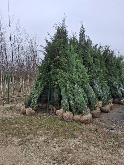 Vând tuia leylandii chiparos la oferta 2,50 m