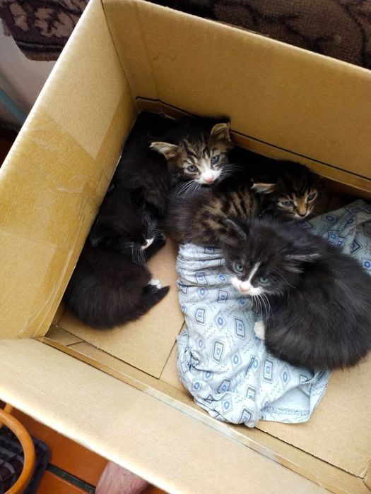 Котята, в добрые руки