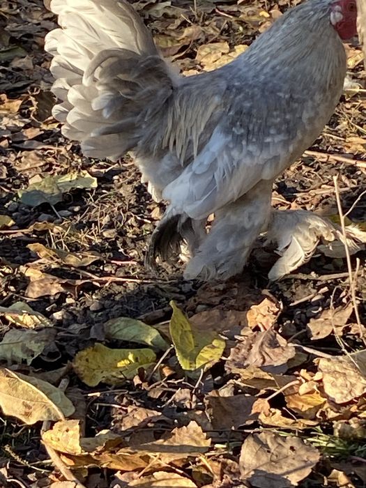 Vand pereche,cocosel si gainuse liliputi