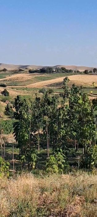 Дача Паркат Тумани Дослик 6 сотик земля