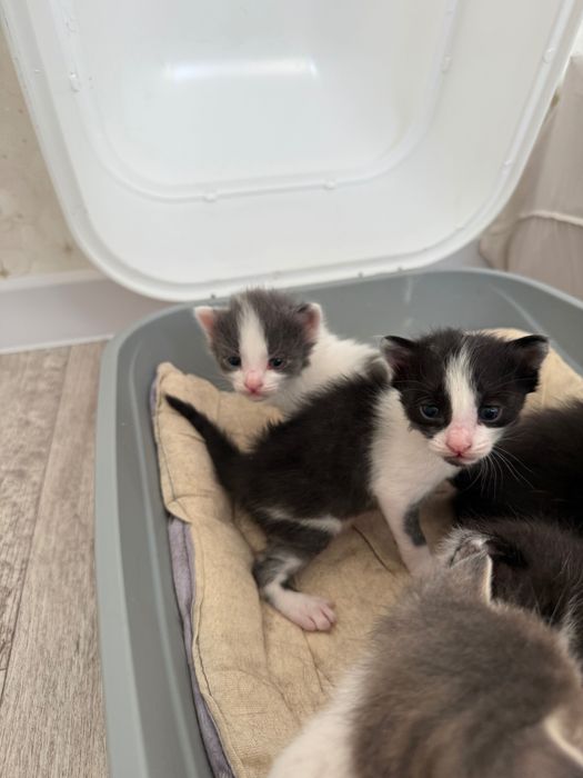 Котята 3 недели в добрые руки