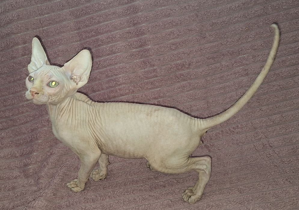 Котята Канадские