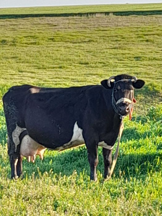 Vanzare vaca bună de lapte