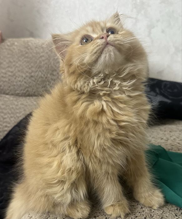 Britan Longhair mushukcha sotiladi