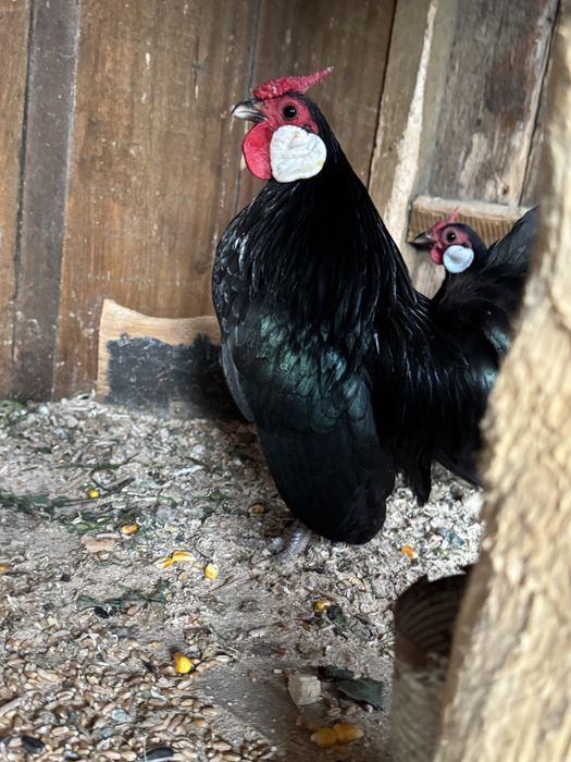 Bantam negru gainuse pitice